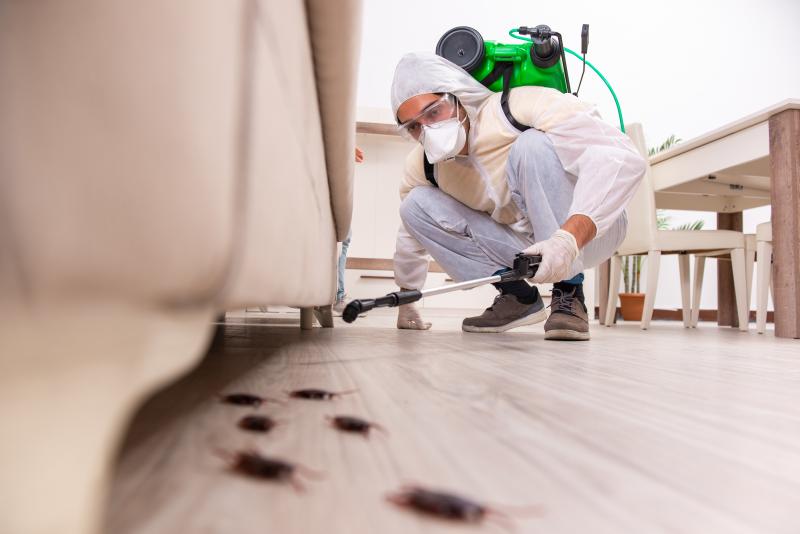 La mérule dans votre maison, comment détecter et traiter ce champignon destructeur