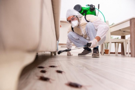 La mérule dans votre maison, comment détecter et traiter ce champignon destructeur